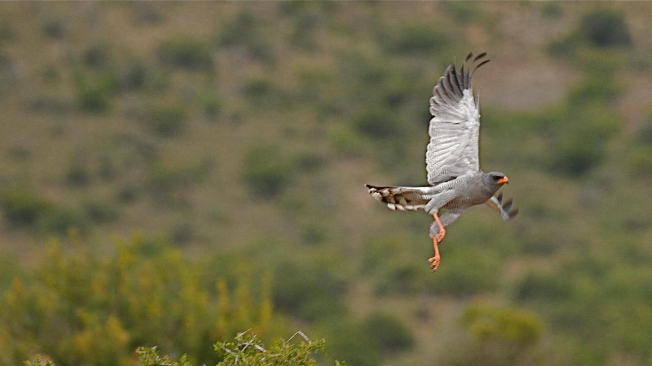 Mount Camdeboo Private Game Reserve By Newmark Graaff-Reinet Kültér fotó